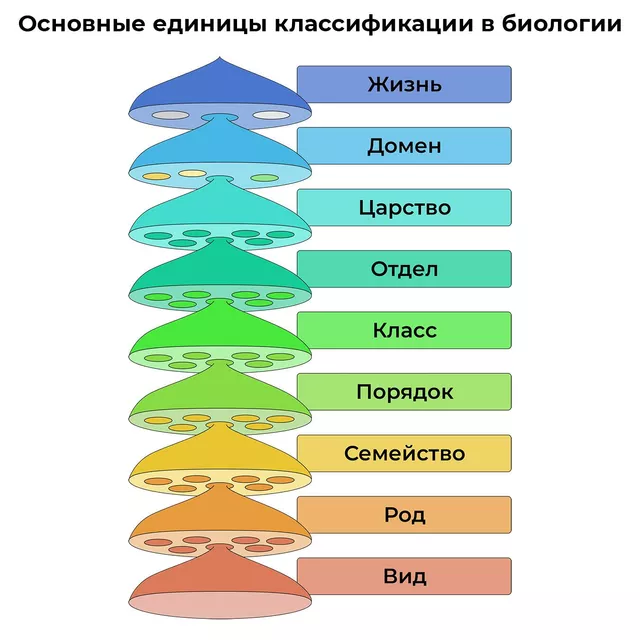 Классификация траловых досок реферат